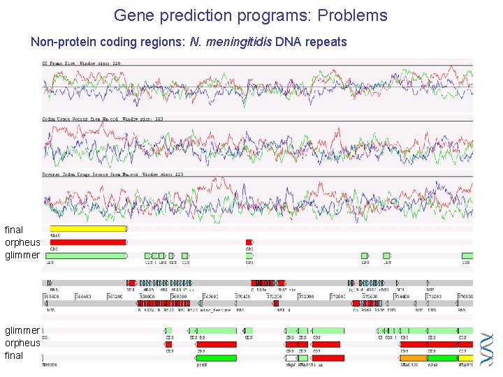 Gene prediction programs: Problems Non-protein coding regions: N. meningitidis DNA repeats final orpheus glimmer