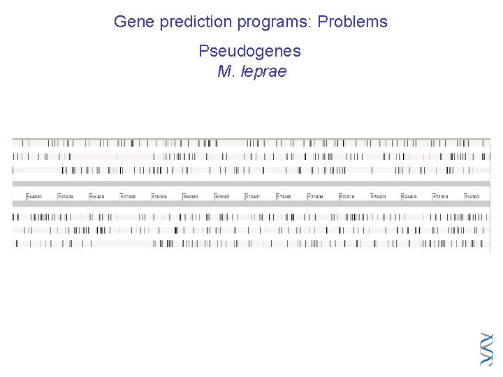 Gene prediction programs: Problems Pseudogenes M. leprae 