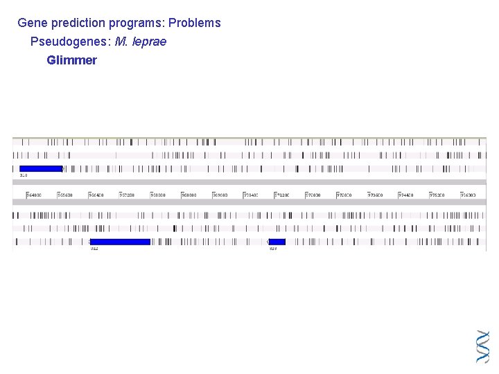 Gene prediction programs: Problems Pseudogenes: M. leprae Glimmer 