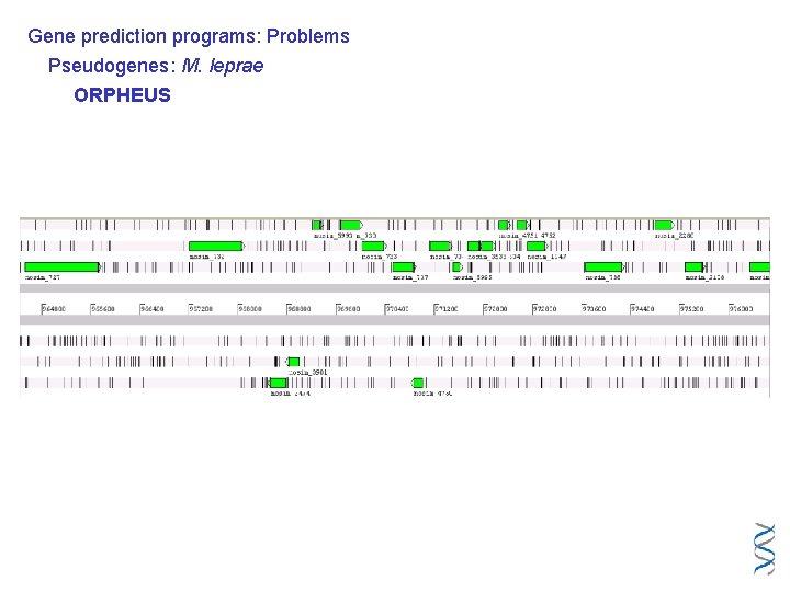 Gene prediction programs: Problems Pseudogenes: M. leprae ORPHEUS 