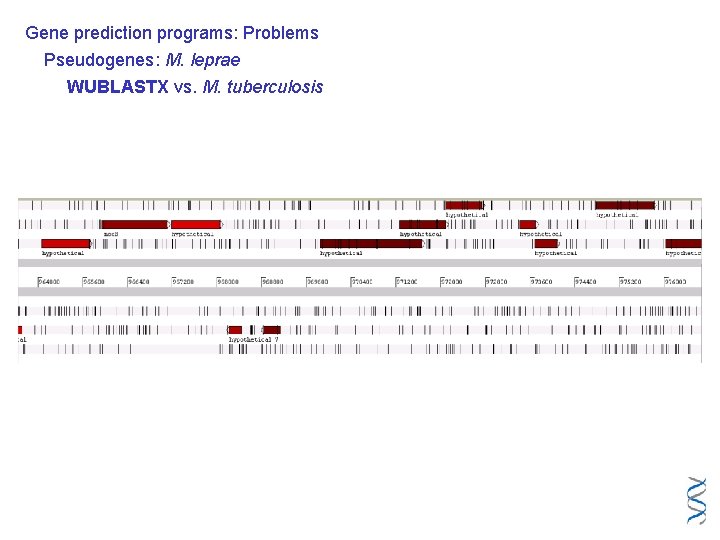 Gene prediction programs: Problems Pseudogenes: M. leprae WUBLASTX vs. M. tuberculosis 