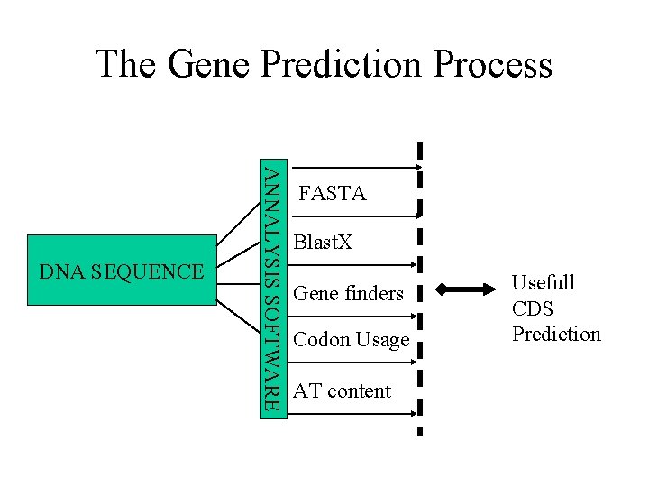 The Gene Prediction Process ESTs ANNALYSIS SOFTWARE DNA SEQUENCE FASTA Blast. X Gene finders