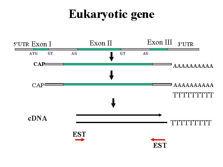 Eukaryotic gene 5’UTR Exon I intron ATG GT AG stop Exon III 3’UTR Exon
