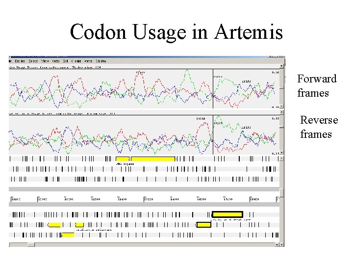 Codon Usage in Artemis Forward frames Reverse frames 