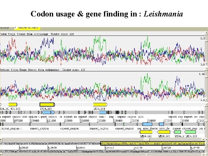 Codon usage & gene finding in : Leishmania 