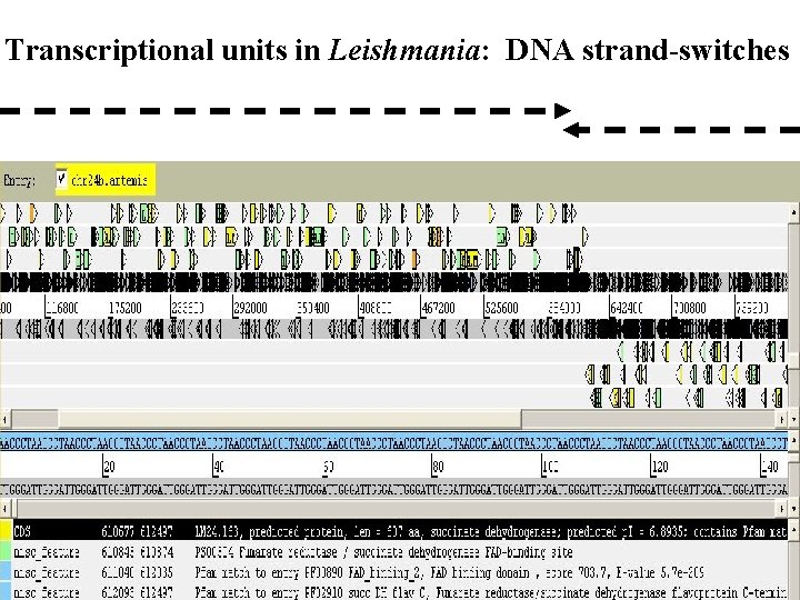 Transcriptional units in Leishmania: DNA strand-switches 