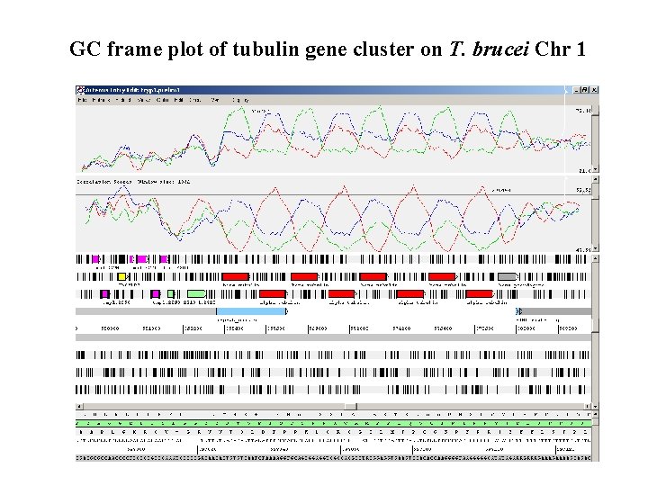 GC frame plot of tubulin gene cluster on T. brucei Chr 1 