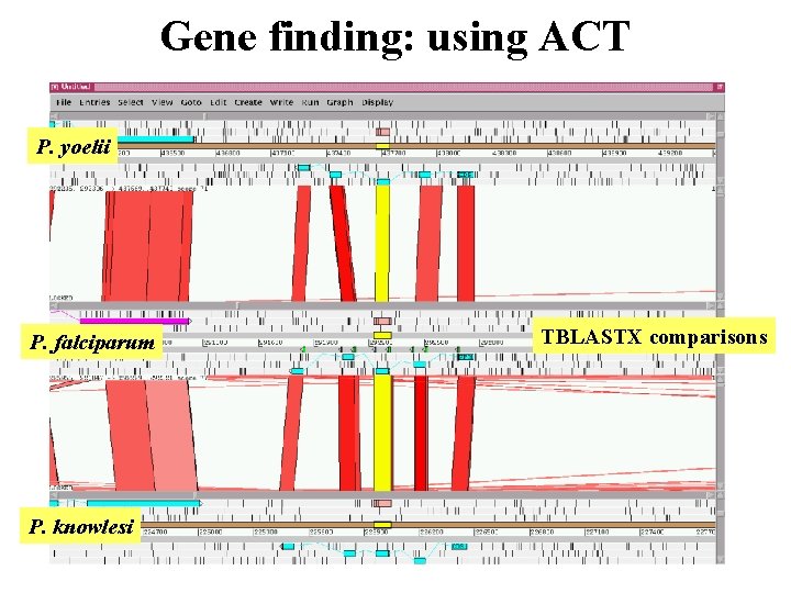 Gene finding: using ACT P. yoelii P. falciparum P. knowlesi TBLASTX comparisons 