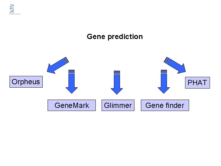 Gene prediction Orpheus PHAT Gene. Mark Glimmer Gene finder 