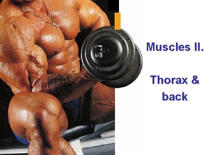 Svaly II. Muscles II. Thorax & back 