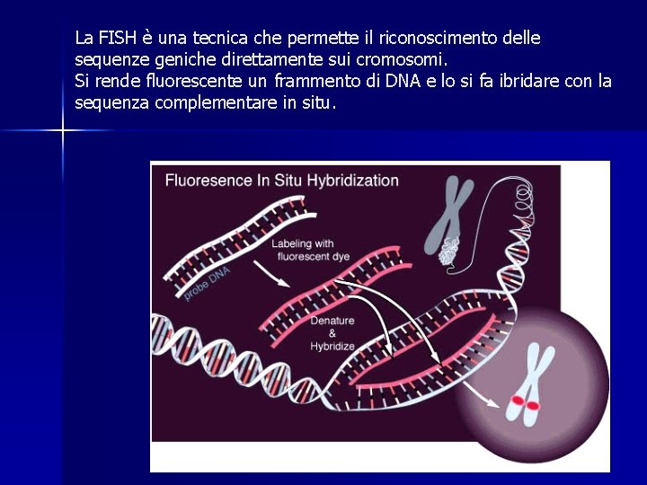 La FISH è una tecnica che permette il riconoscimento delle sequenze geniche direttamente sui