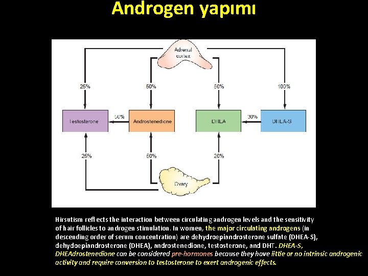 Androgen yapımı Hirsutism refl ects the interaction between circulating androgen levels and the sensitivity Androgen yapımı Hirsutism refl ects the interaction between circulating androgen levels and the sensitivity