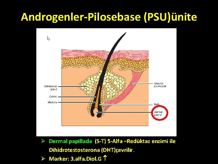 Androgenler-Pilosebase (PSU)ünite Ø Dermal papillada (S-T) 5 -Alfa –Redüktaz enzimi ile Dihidrotestosterona (DHT)çevrilir. Ø Androgenler-Pilosebase (PSU)ünite Ø Dermal papillada (S-T) 5 -Alfa –Redüktaz enzimi ile Dihidrotestosterona (DHT)çevrilir. Ø