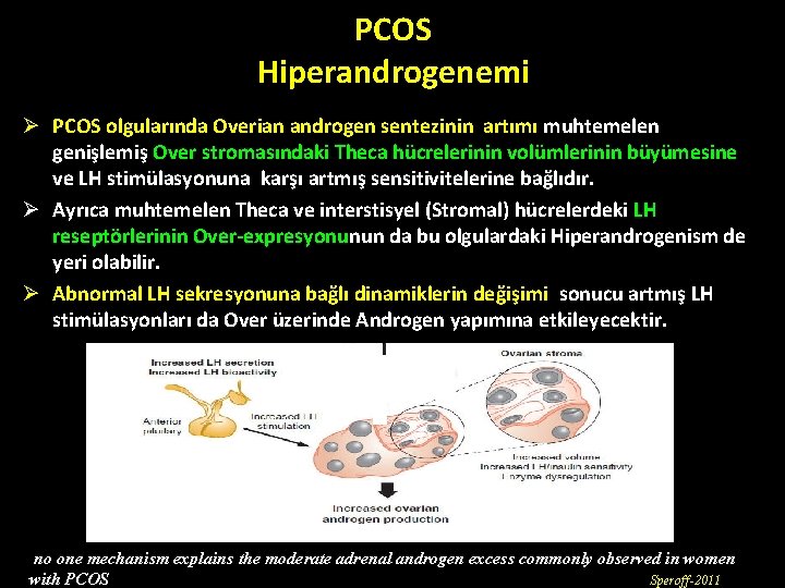 PCOS Hiperandrogenemi Ø PCOS olgularında Overian androgen sentezinin artımı muhtemelen genişlemiş Over stromasındaki Theca PCOS Hiperandrogenemi Ø PCOS olgularında Overian androgen sentezinin artımı muhtemelen genişlemiş Over stromasındaki Theca
