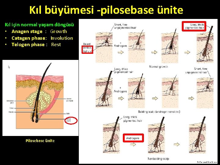 Kıl büyümesi -pilosebase ünite Kıl için normal yaşam döngüsü • Anagen stage : Growth Kıl büyümesi -pilosebase ünite Kıl için normal yaşam döngüsü • Anagen stage : Growth