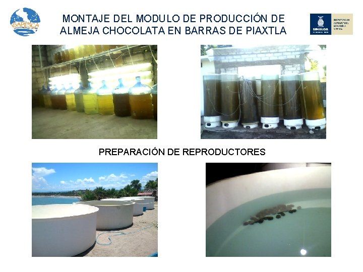 MONTAJE DEL MODULO DE PRODUCCIÓN DE ALMEJA CHOCOLATA EN BARRAS DE PIAXTLA PREPARACIÓN DE