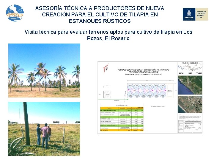 ASESORÍA TÉCNICA A PRODUCTORES DE NUEVA CREACIÓN PARA EL CULTIVO DE TILAPIA EN ESTANQUES