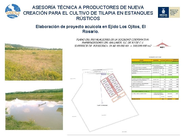 ASESORÍA TÉCNICA A PRODUCTORES DE NUEVA CREACIÓN PARA EL CULTIVO DE TILAPIA EN ESTANQUES