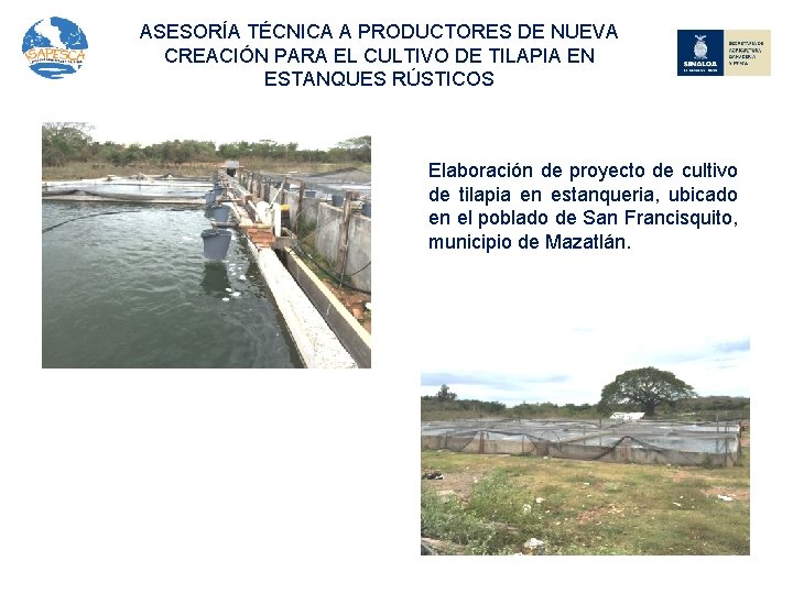 ASESORÍA TÉCNICA A PRODUCTORES DE NUEVA CREACIÓN PARA EL CULTIVO DE TILAPIA EN ESTANQUES