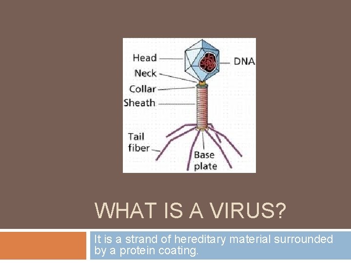WHAT IS A VIRUS? It is a strand of hereditary material surrounded by a WHAT IS A VIRUS? It is a strand of hereditary material surrounded by a