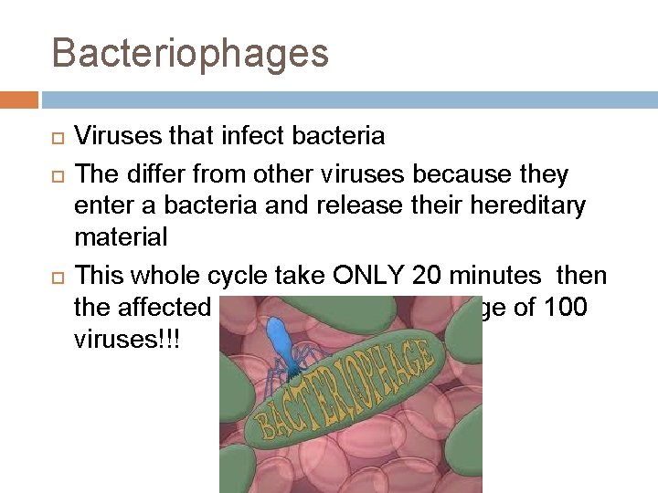 Bacteriophages Viruses that infect bacteria The differ from other viruses because they enter a Bacteriophages Viruses that infect bacteria The differ from other viruses because they enter a