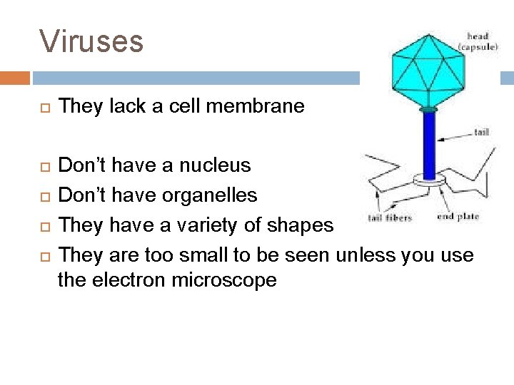 Viruses They lack a cell membrane Don’t have a nucleus Don’t have organelles They Viruses They lack a cell membrane Don’t have a nucleus Don’t have organelles They