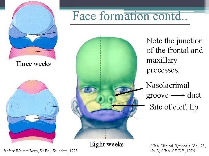 Face formation contd. . Note the junction of the frontal and maxillary processes: Three Face formation contd. . Note the junction of the frontal and maxillary processes: Three