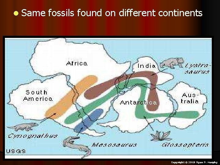 l Same fossils found on different continents Copyright © 2010 Ryan P. Murphy l Same fossils found on different continents Copyright © 2010 Ryan P. Murphy