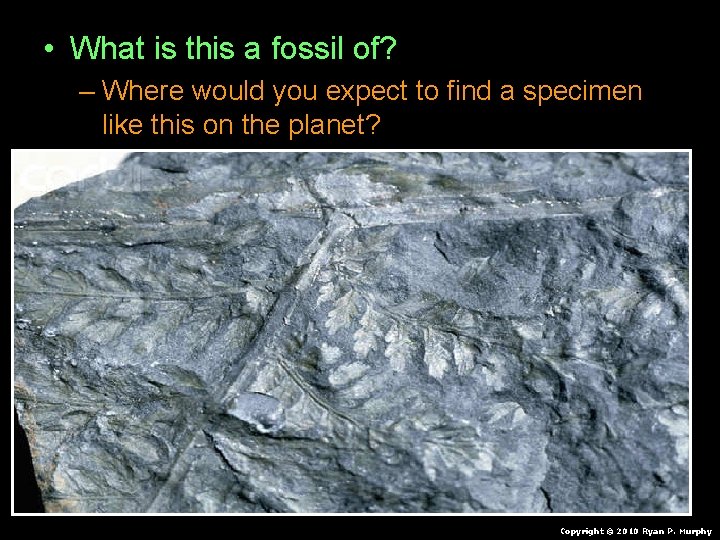• What is this a fossil of? – Where would you expect to • What is this a fossil of? – Where would you expect to