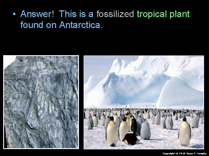 • Answer! This is a fossilized tropical plant found on Antarctica. Copyright © • Answer! This is a fossilized tropical plant found on Antarctica. Copyright ©