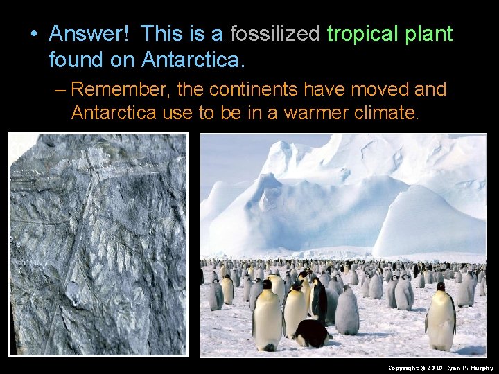 • Answer! This is a fossilized tropical plant found on Antarctica. – Remember, • Answer! This is a fossilized tropical plant found on Antarctica. – Remember,
