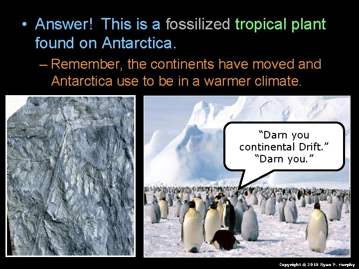 • Answer! This is a fossilized tropical plant found on Antarctica. – Remember, • Answer! This is a fossilized tropical plant found on Antarctica. – Remember,