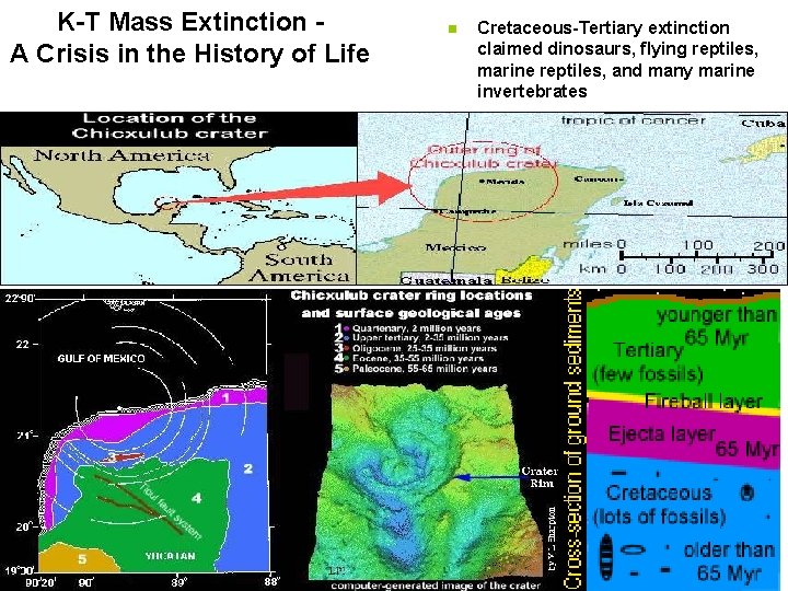 K-T Mass Extinction A Crisis in the History of Life n Cretaceous-Tertiary extinction claimed