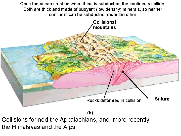 Once the ocean crust between them is subducted, the continents collide. Both are thick