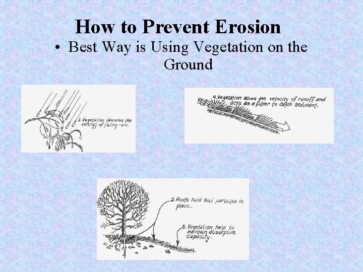 How to Prevent Erosion • Best Way is Using Vegetation on the Ground 