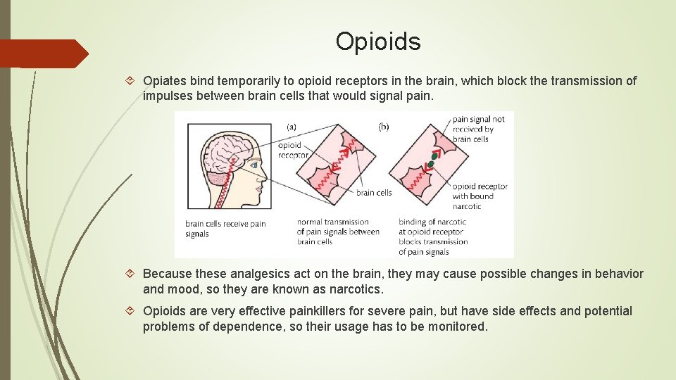 Opioids Opiates bind temporarily to opioid receptors in the brain, which block the transmission