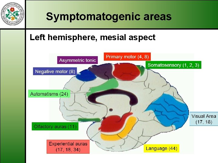 Symptomatogenic areas Left hemisphere, mesial aspect 