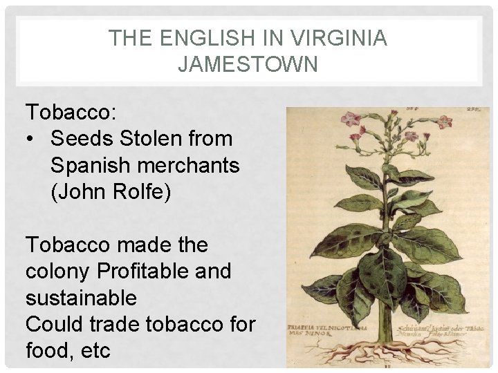 THE ENGLISH IN VIRGINIA JAMESTOWN Tobacco: • Seeds Stolen from Spanish merchants (John Rolfe)
