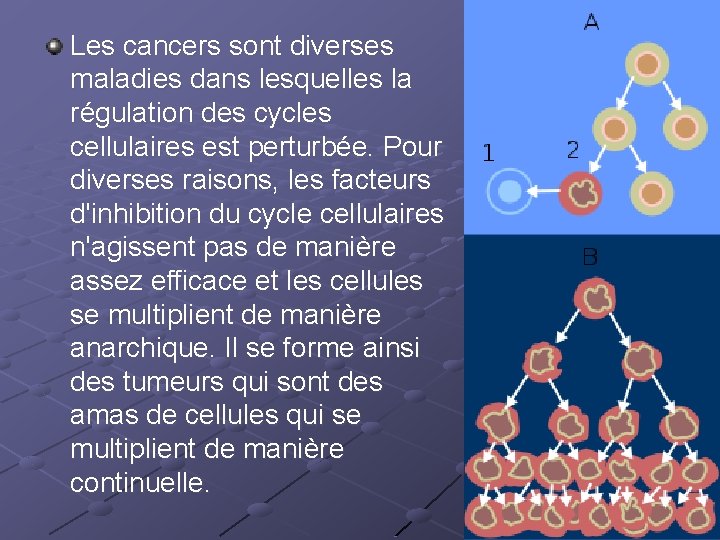 Les cancers sont diverses maladies dans lesquelles la régulation des cycles cellulaires est perturbée.