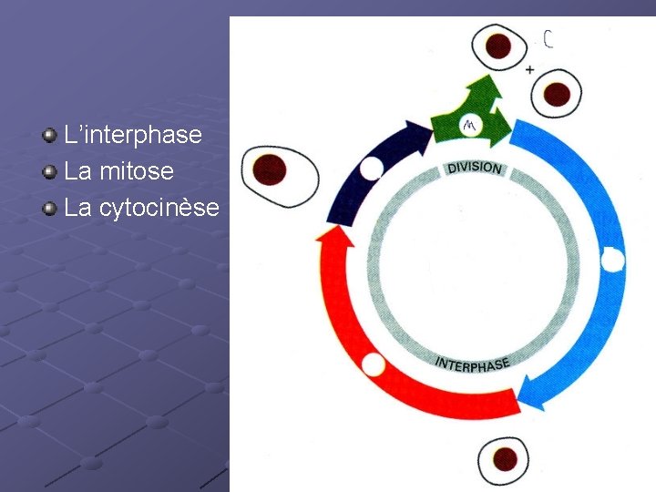 L’interphase La mitose La cytocinèse 