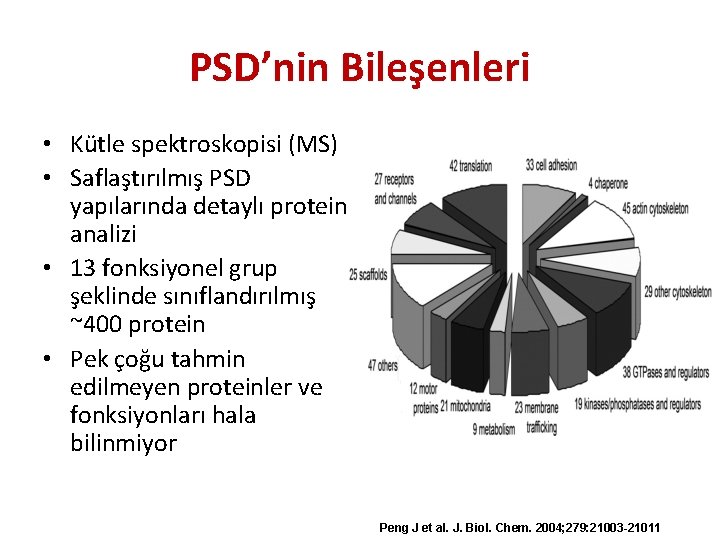 PSD’nin Bileşenleri • Kütle spektroskopisi (MS) • Saflaştırılmış PSD yapılarında detaylı protein analizi •