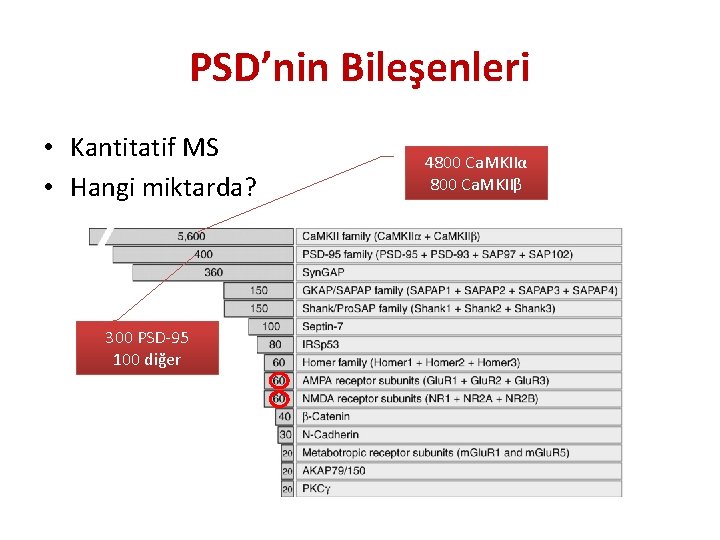 PSD’nin Bileşenleri • Kantitatif MS • Hangi miktarda? 300 PSD-95 100 diğer 4800 Ca.