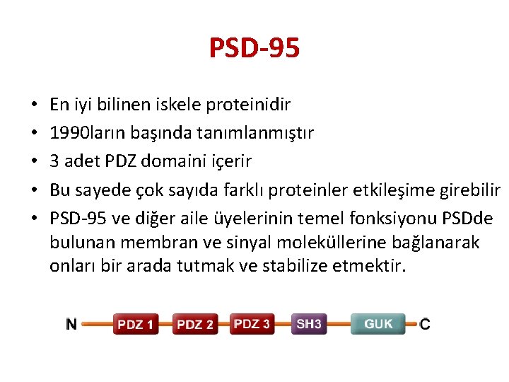 PSD-95 • • • En iyi bilinen iskele proteinidir 1990 ların başında tanımlanmıştır 3