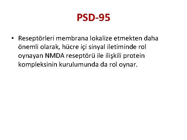 PSD-95 • Reseptörleri membrana lokalize etmekten daha önemli olarak, hücre içi sinyal iletiminde rol