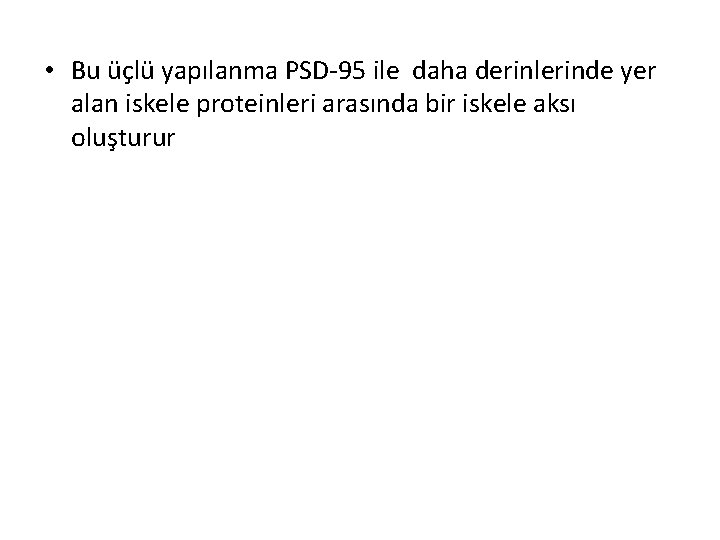  • Bu üçlü yapılanma PSD-95 ile daha derinlerinde yer alan iskele proteinleri arasında