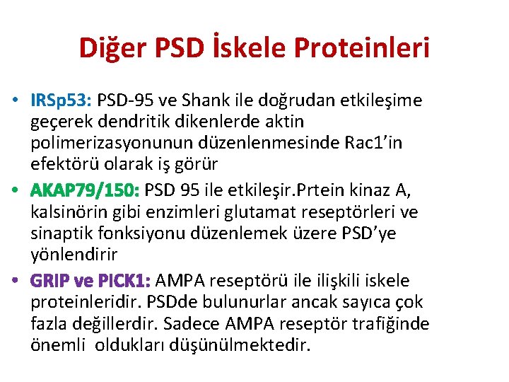 Diğer PSD İskele Proteinleri • IRSp 53: PSD-95 ve Shank ile doğrudan etkileşime geçerek