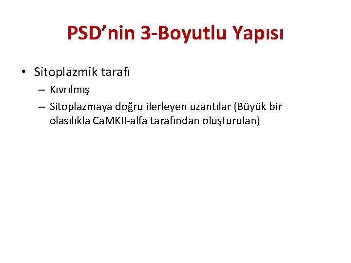 PSD’nin 3 -Boyutlu Yapısı • Sitoplazmik tarafı – Kıvrılmış – Sitoplazmaya doğru ilerleyen uzantılar