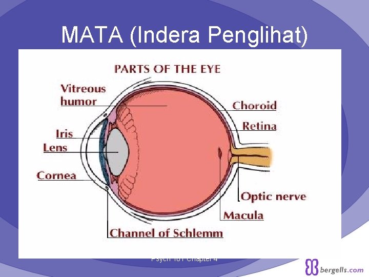 MATA (Indera Penglihat) Psych 101 Chapter 4 6 