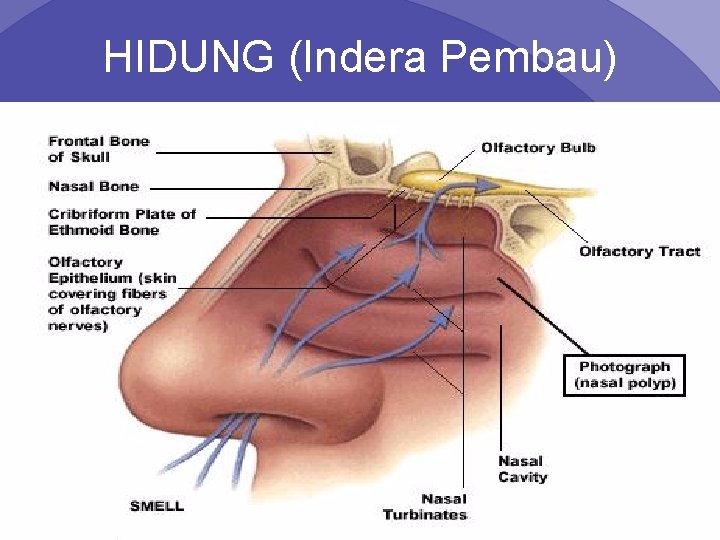 HIDUNG (Indera Pembau) Psych 101 Chapter 4 8 