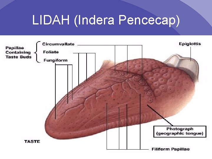 LIDAH (Indera Pencecap) Psych 101 Chapter 4 9 